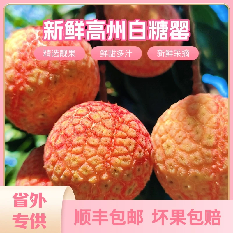 【顺丰包邮】广东高州白糖罂荔枝精品果现摘现发应季新鲜水果