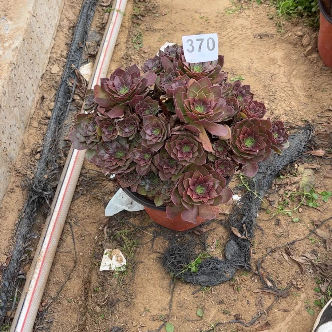 红魔370不包断枝的