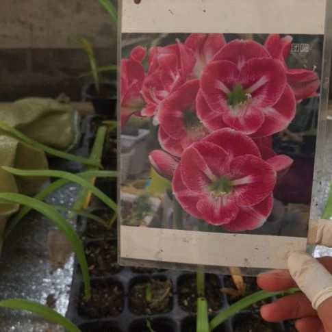 当前无花栽培后可以开花团圆小苗