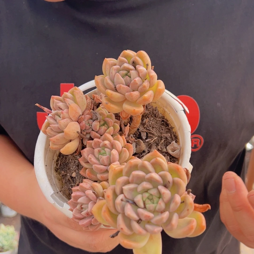 油漆桶多头群生一盆