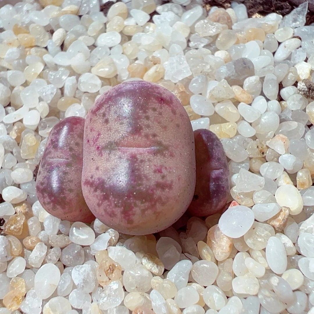 105-437多肉多肉毛杂