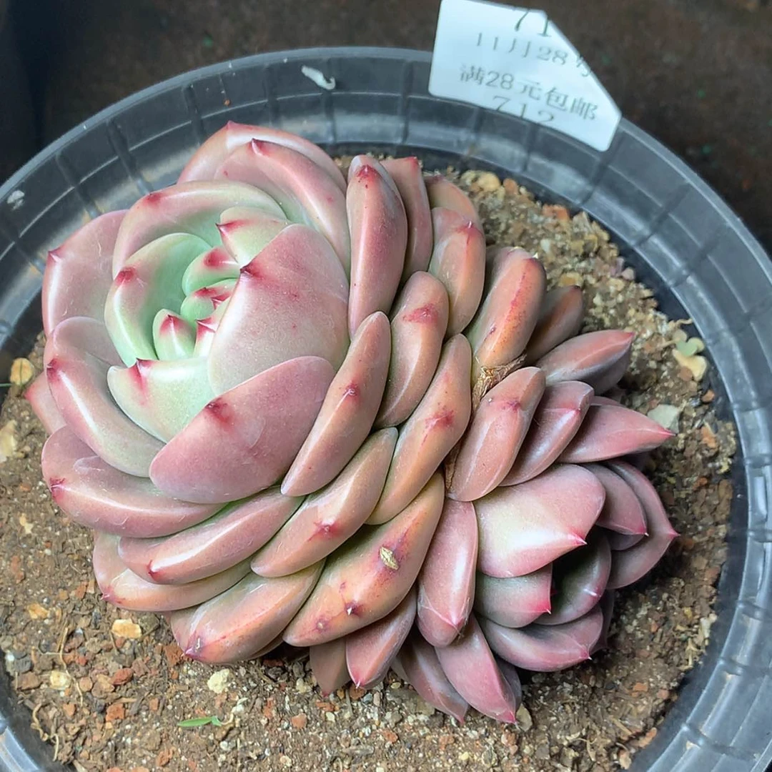 【闪购商品】云712号