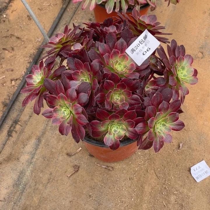 06安娜法师多肉断枝不售后