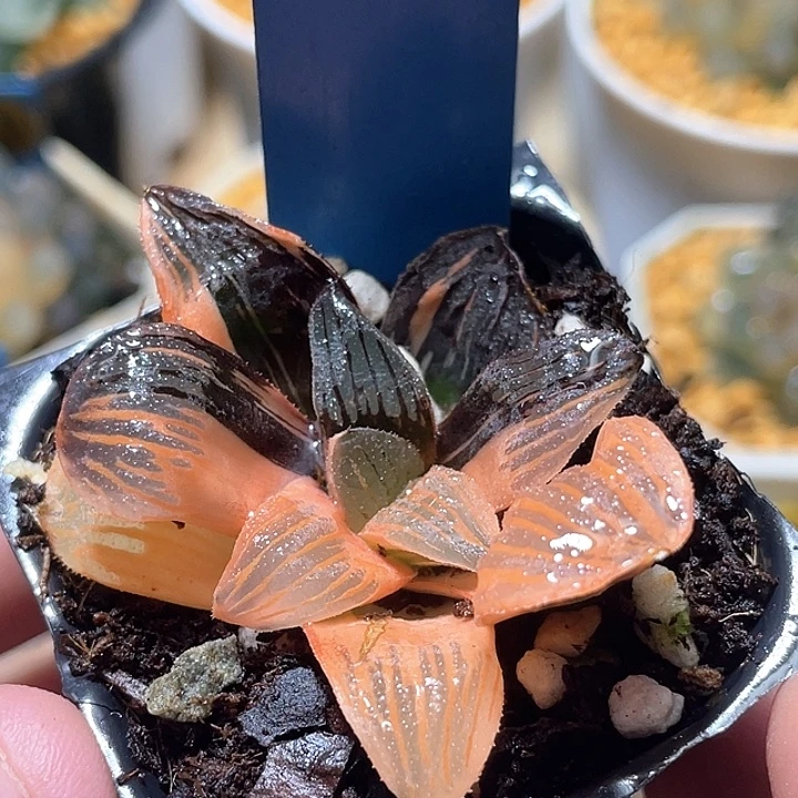 648夜想之森锦特选福利