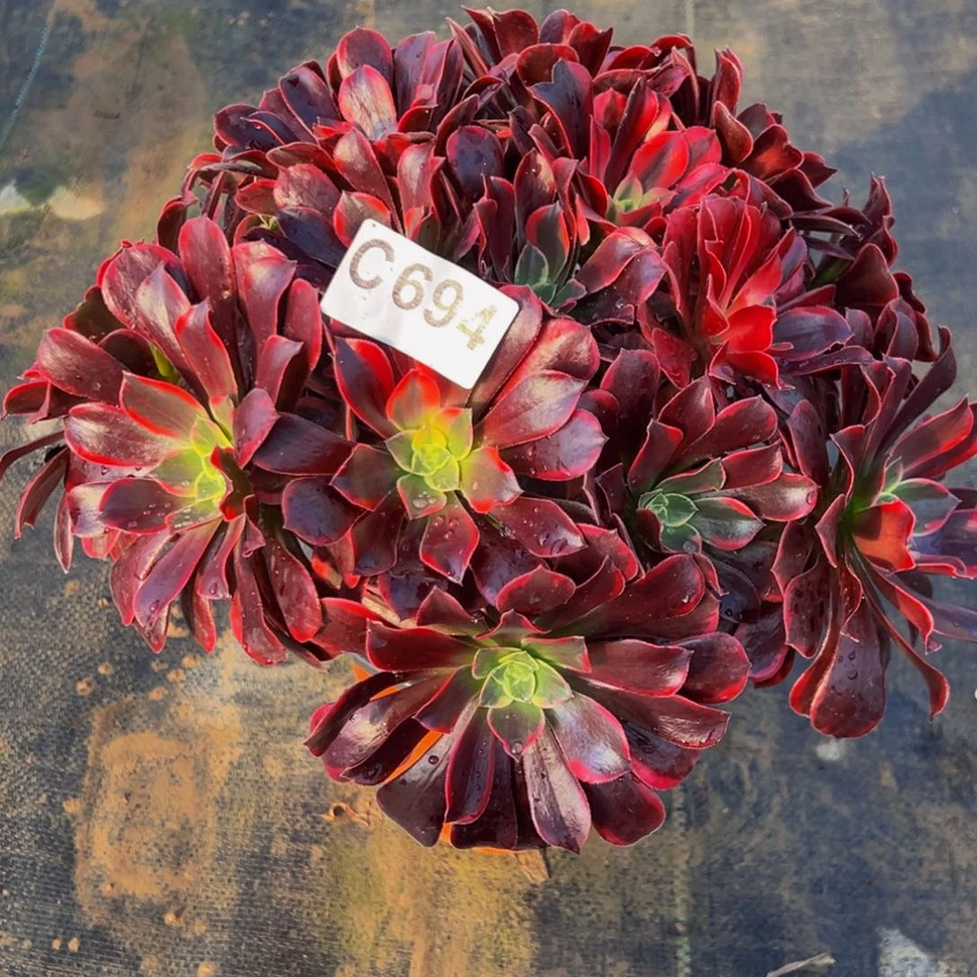 ٩***财无花朵金丝雀法师694