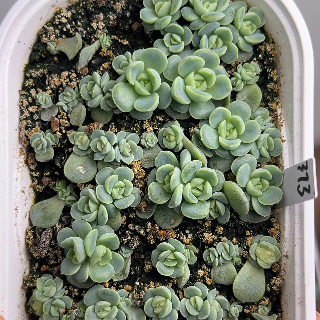 373甜心挑大的发一个