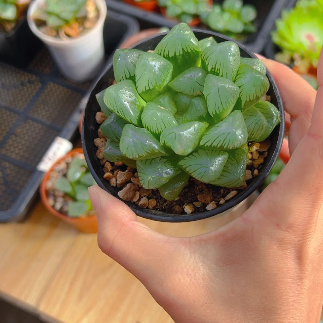 是***呀3957多肉植物一颗多肉