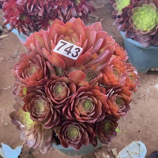 ࿐****࿐多肉植物一个