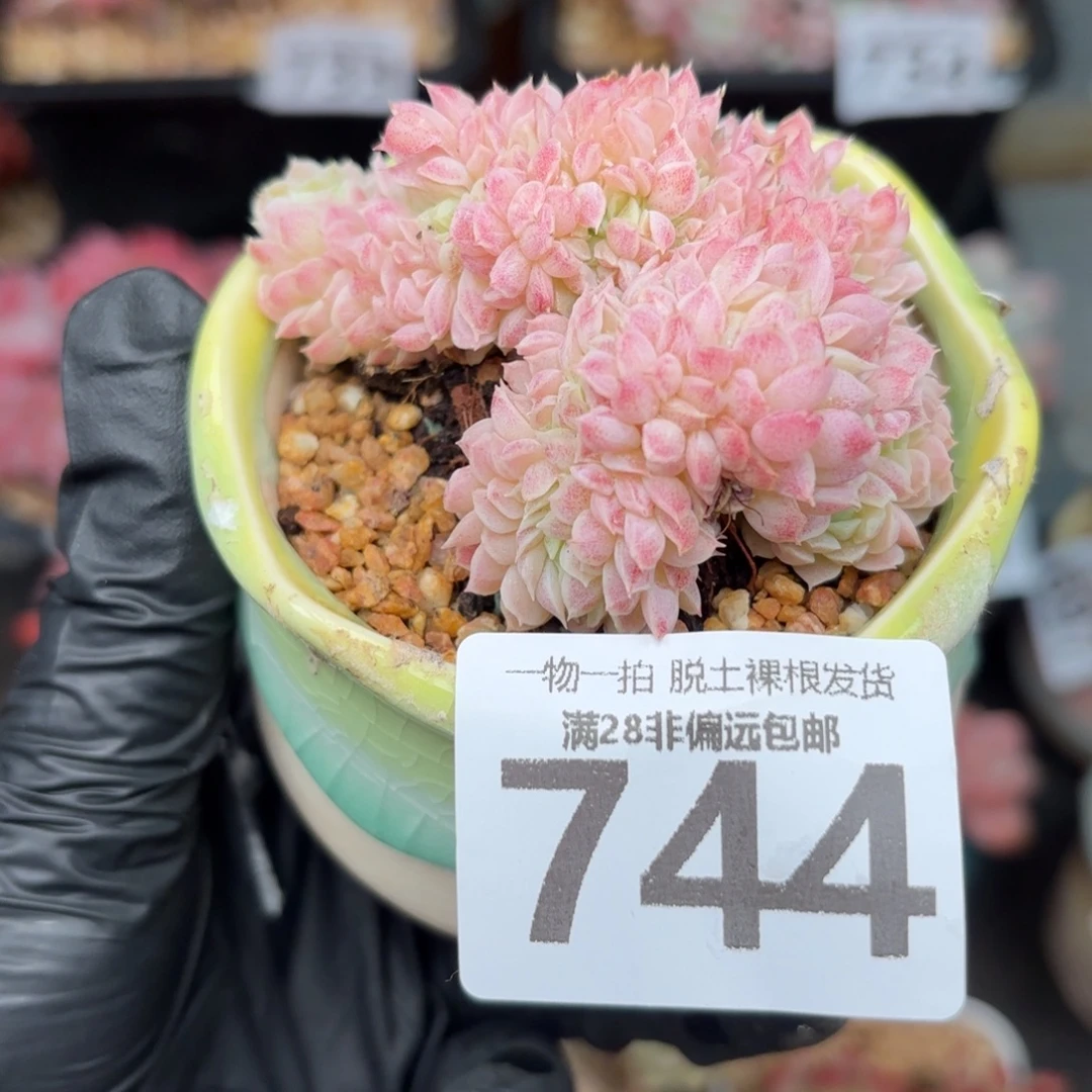 羊脂球缀化无盆土发货