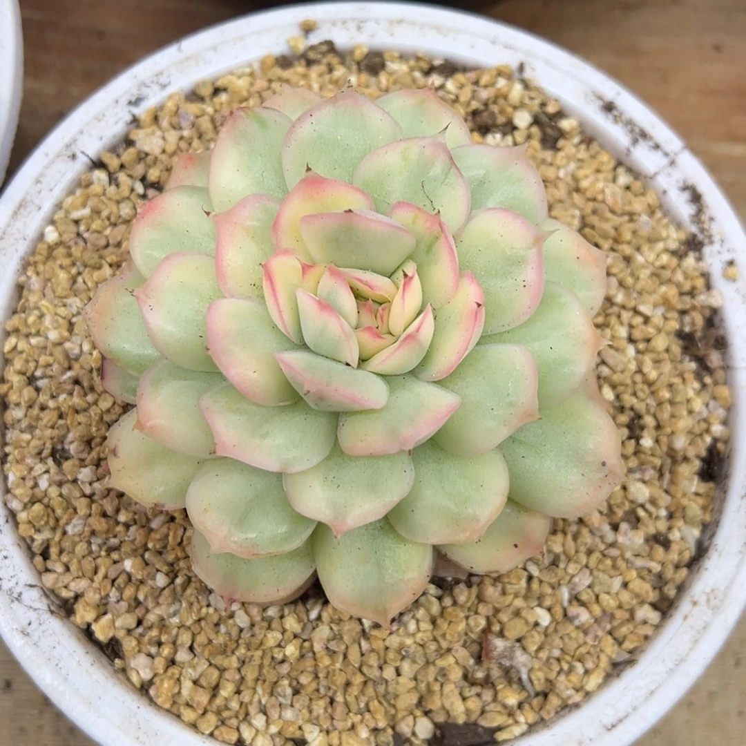 草莓蛋糕锦 夏鸣园艺