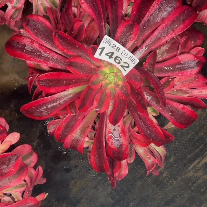 1462南美杜莎多肉植物