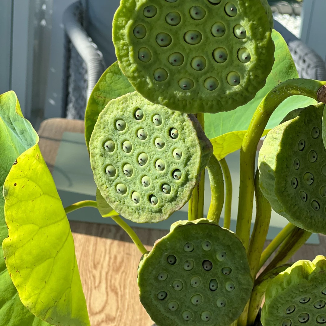 师父自种，新鲜现摘可插花、多用途莲蓬