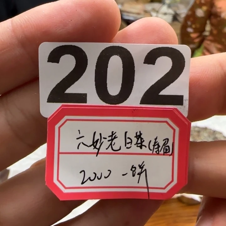 紫砂茶壶202.............