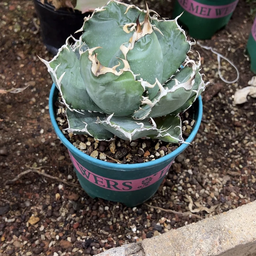 青*正版白鲸仁王冠植物