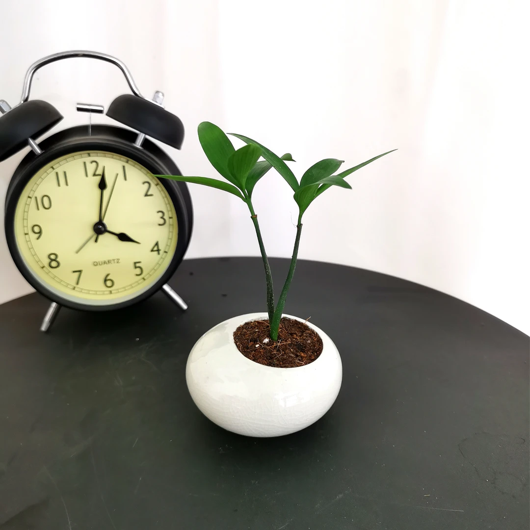 【竹柏】桌面办公室室内盆栽掌中宝把玩迷你茶桌绿植驱蚊竹四季好养