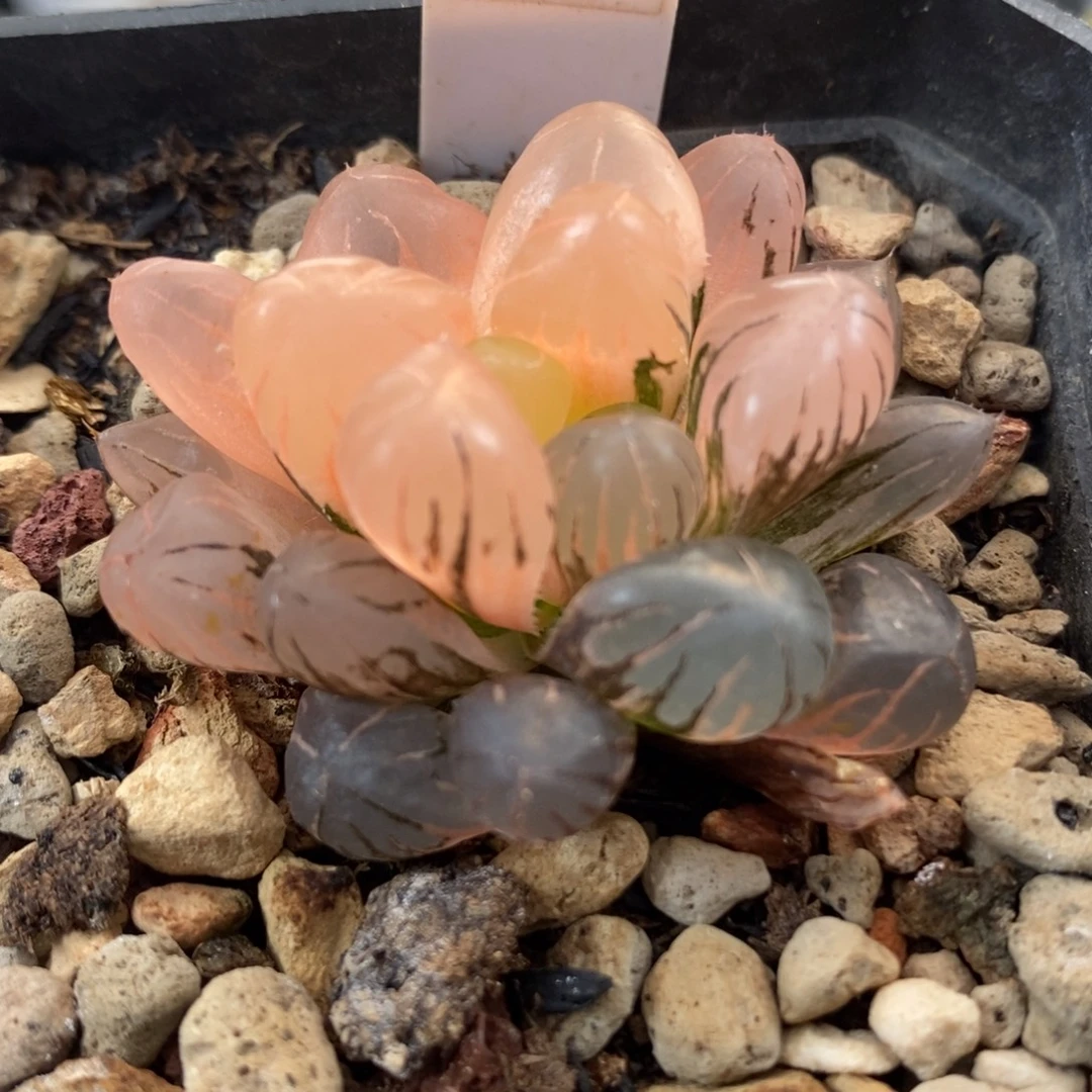 550ob1玉露锦一物一拍