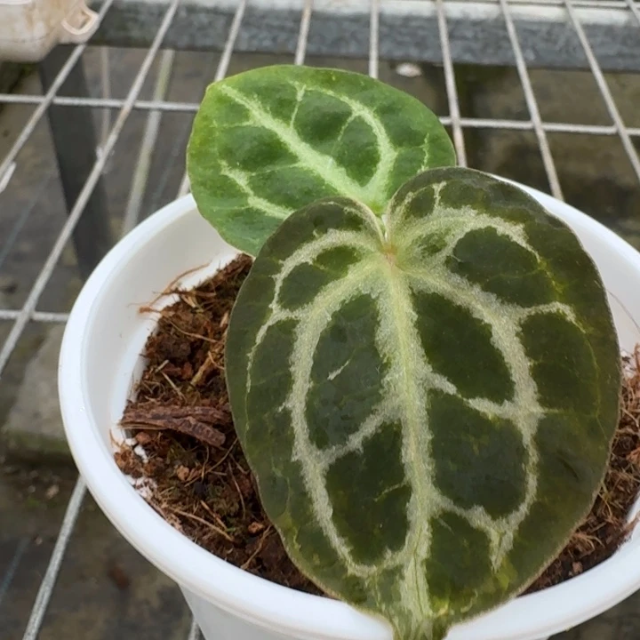 完全开放13号wonderboy