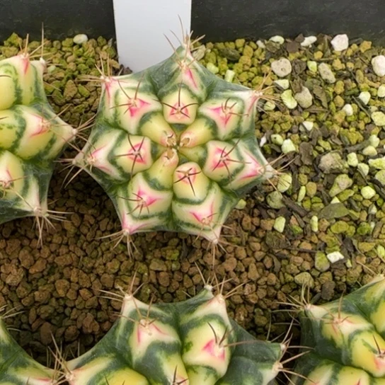 152-0222花田脱土发多肉