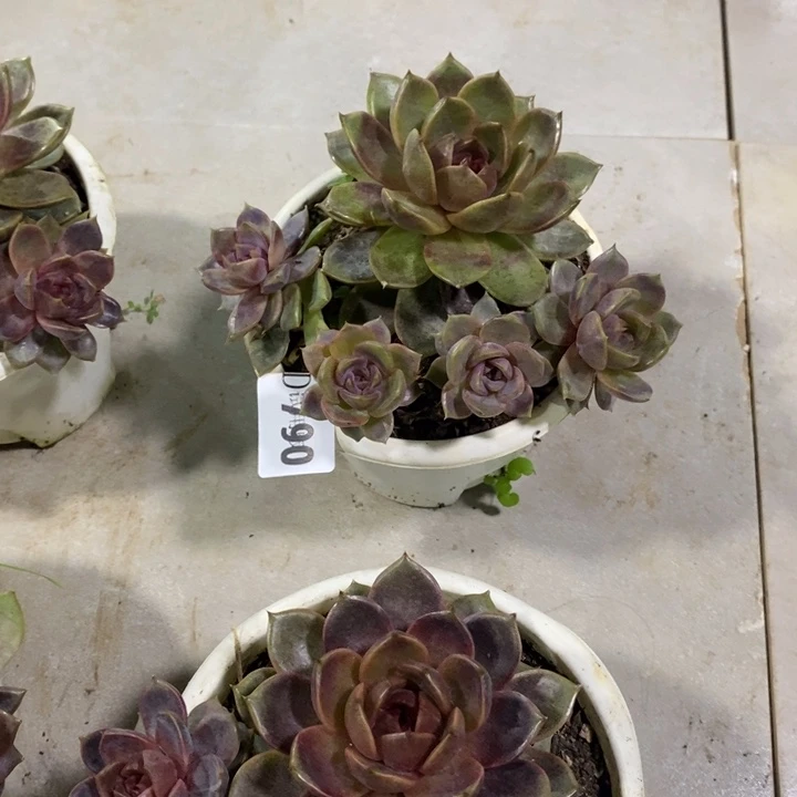 固***馆790巧克力慕斯多肉植物