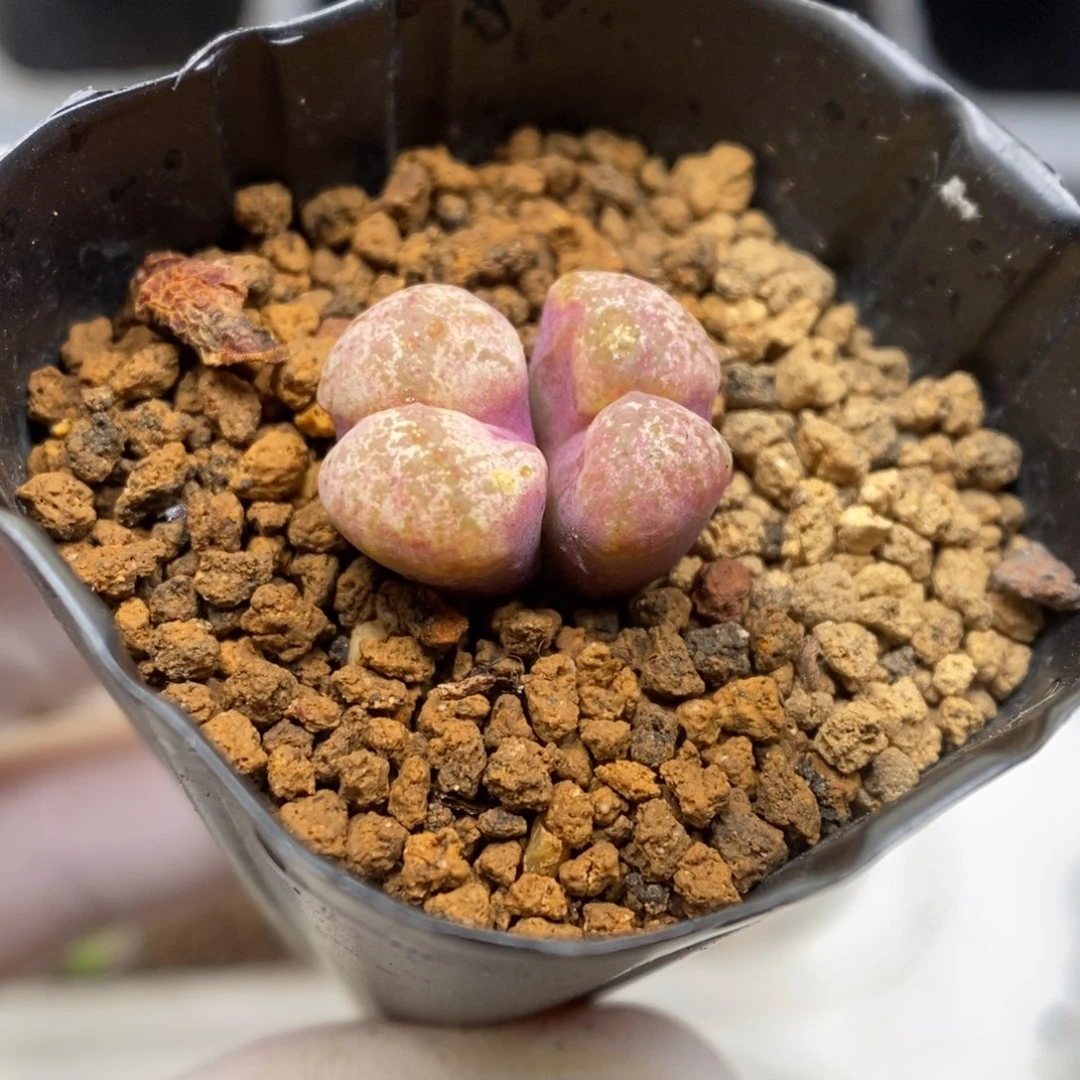 多肉植物肉锥杂交K-3555 风铃杂 伤特