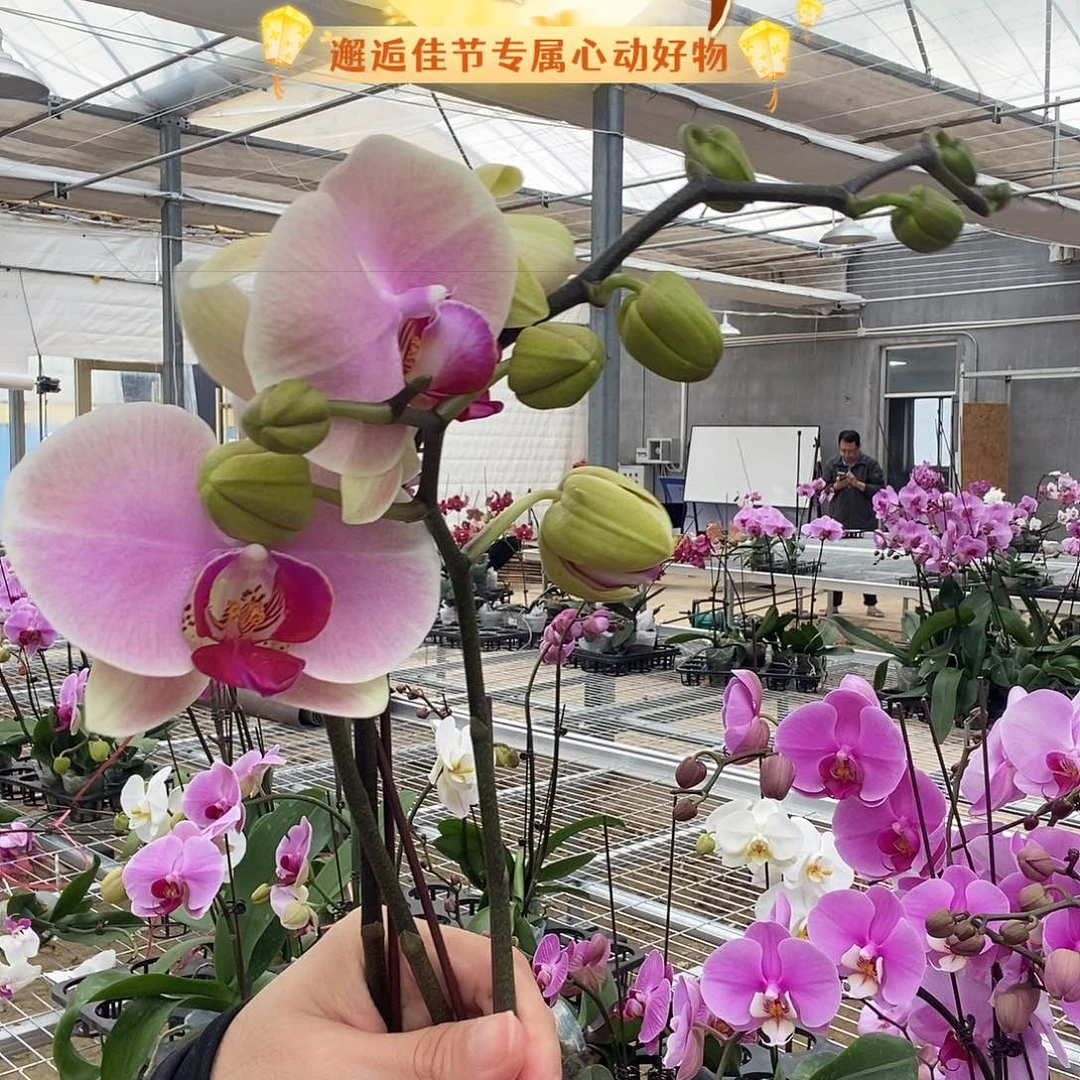 完全开放蒙娜丽莎3颗组合000