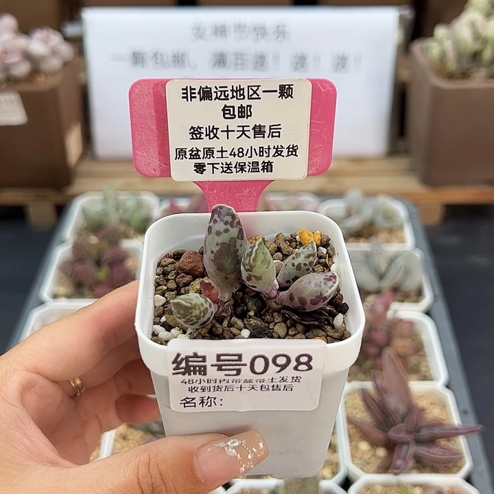 曦*098花豹多肉植物