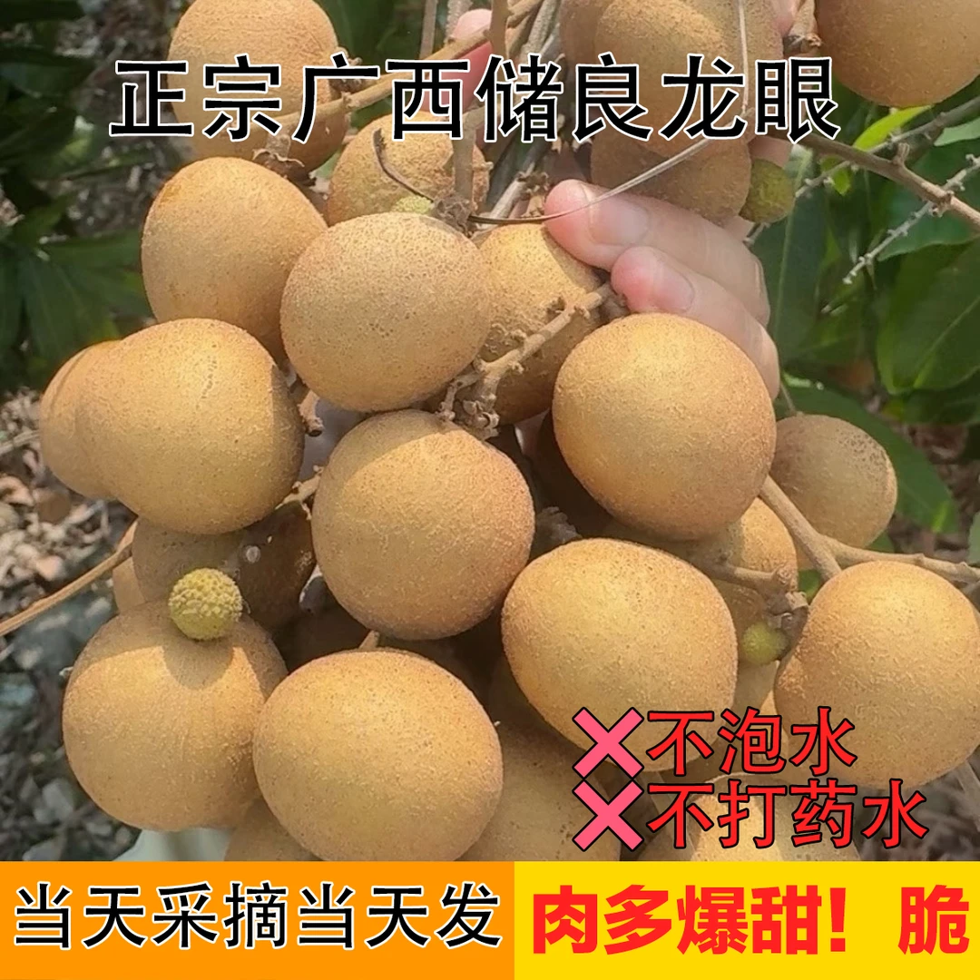 【顺丰京东包邮】正宗广西储良龙眼现摘新鲜当季龙眼清甜多汁水果