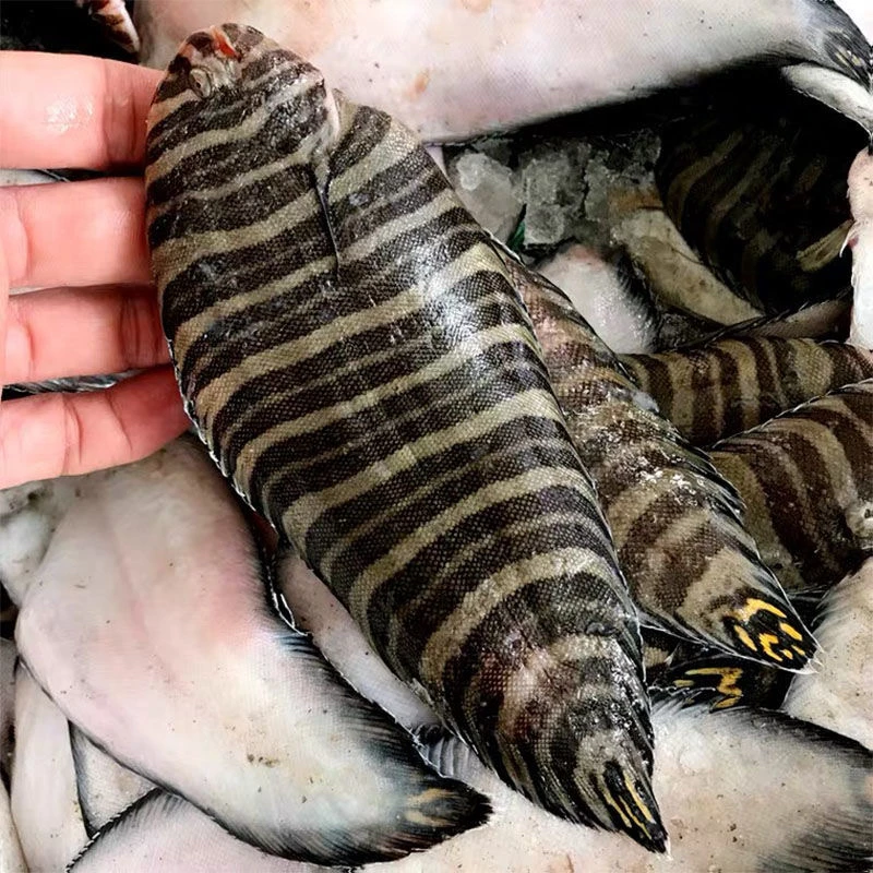 潮汕虎纹龙利鱼一