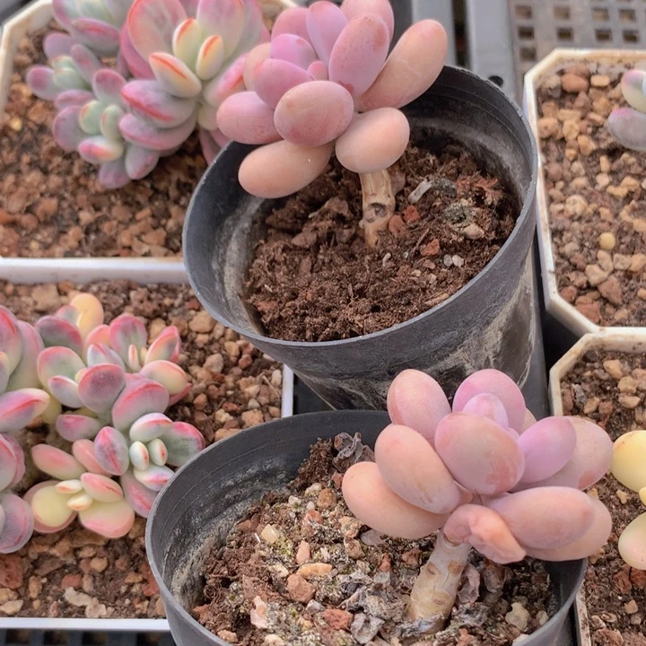 桃蛋两颗一组发货