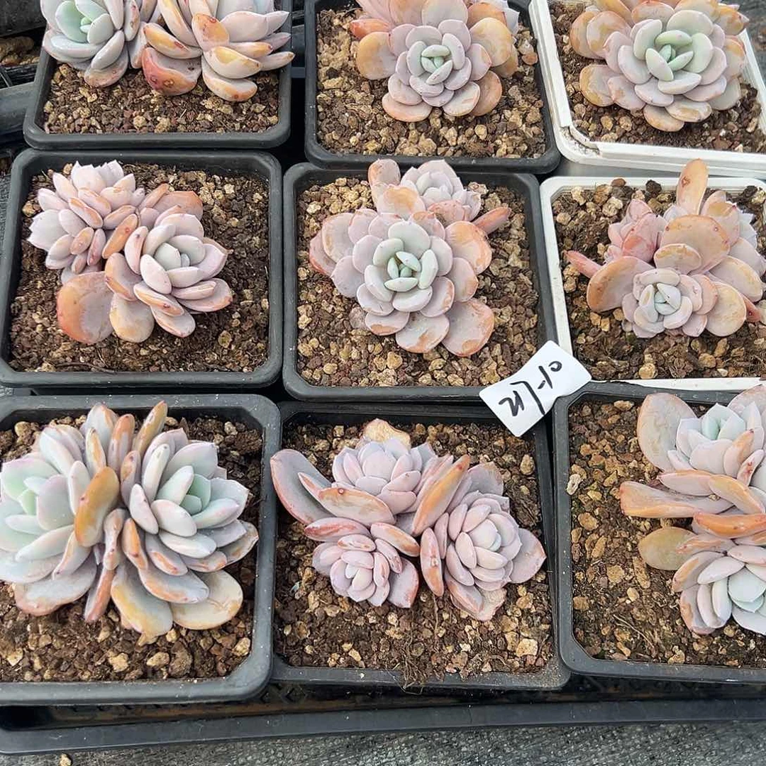 ?***e217-10奶茶组合9颗多肉