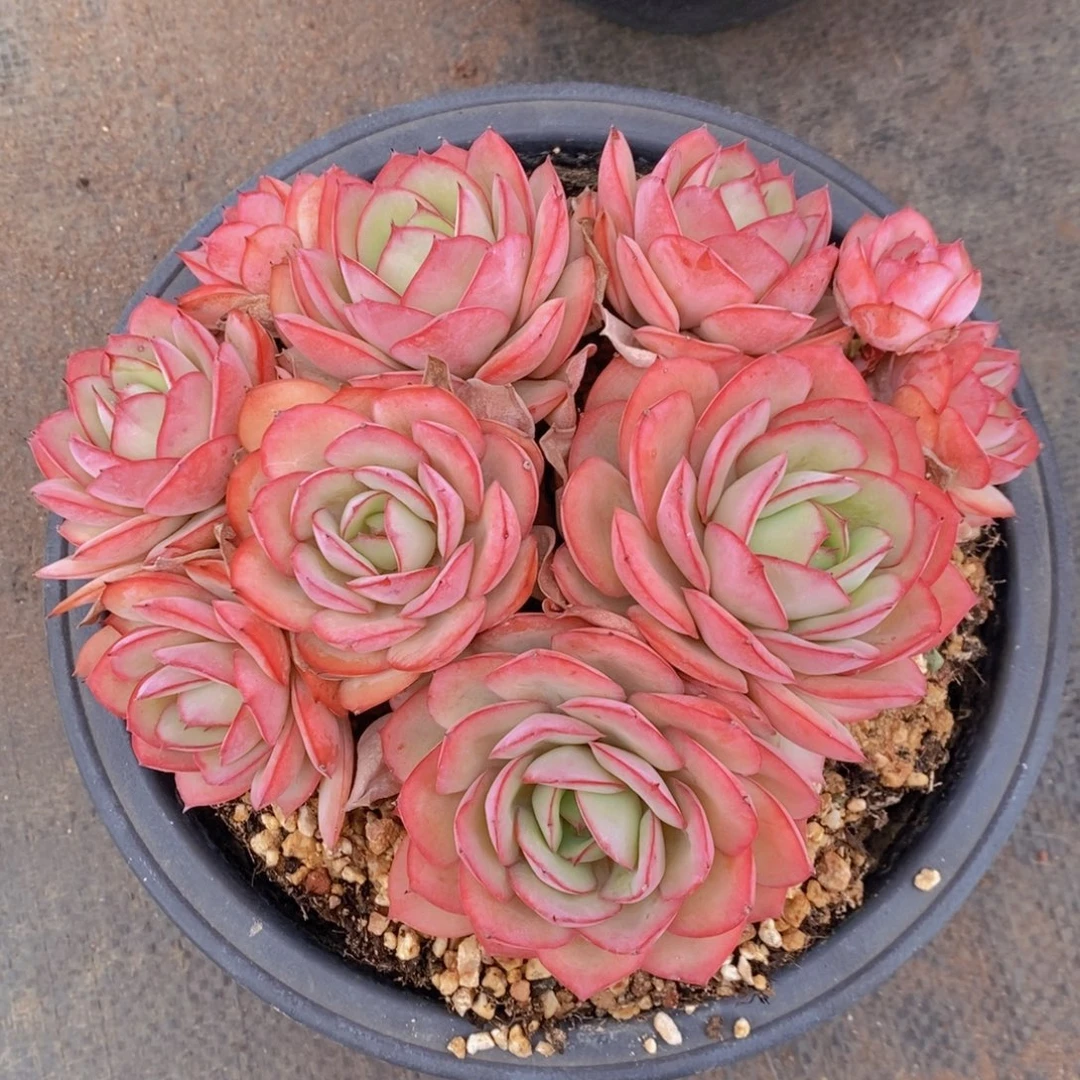 牡丹亭 一物一拍