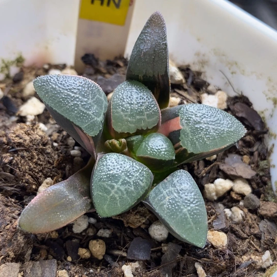 80网纹克锦一物一拍