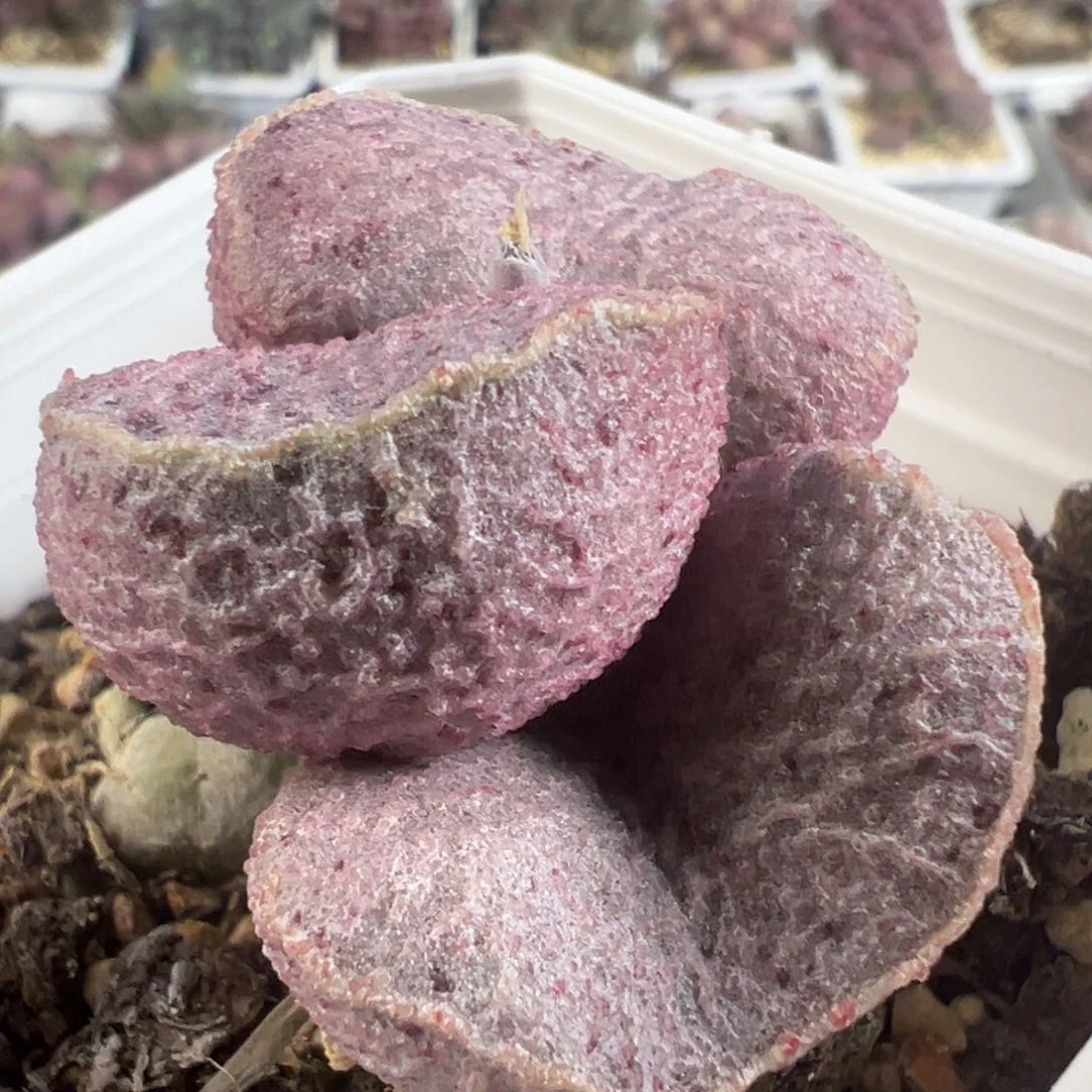 实生新品单头纯木质桩多肉植物