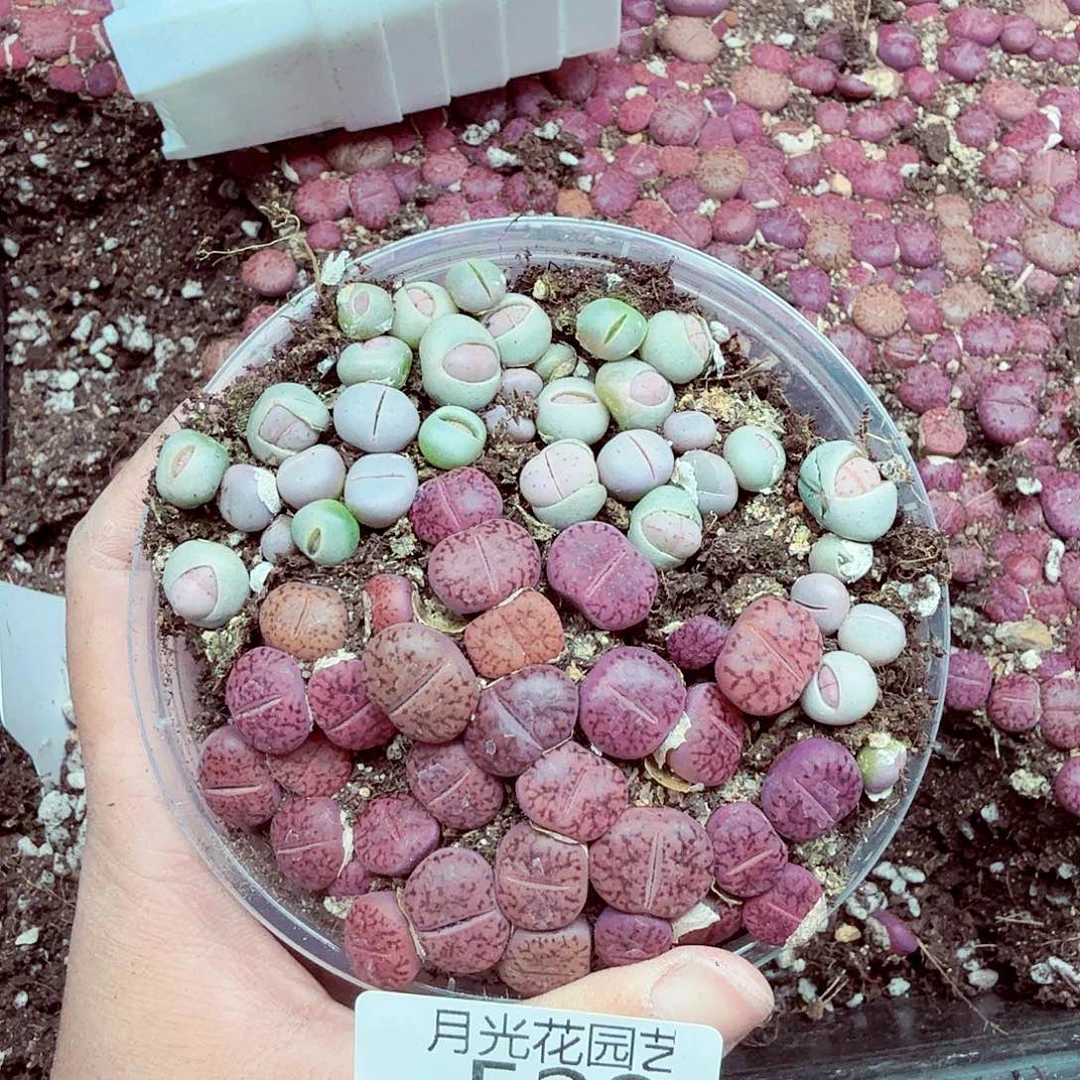 你要吃就去拿去咯528