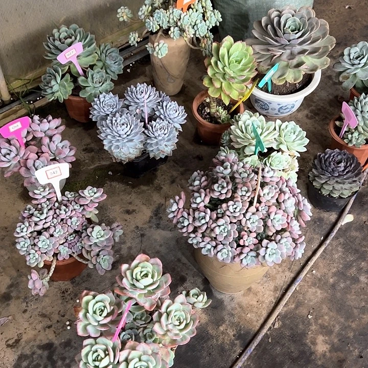 阿***u恋曲多肉葡萄植物精华