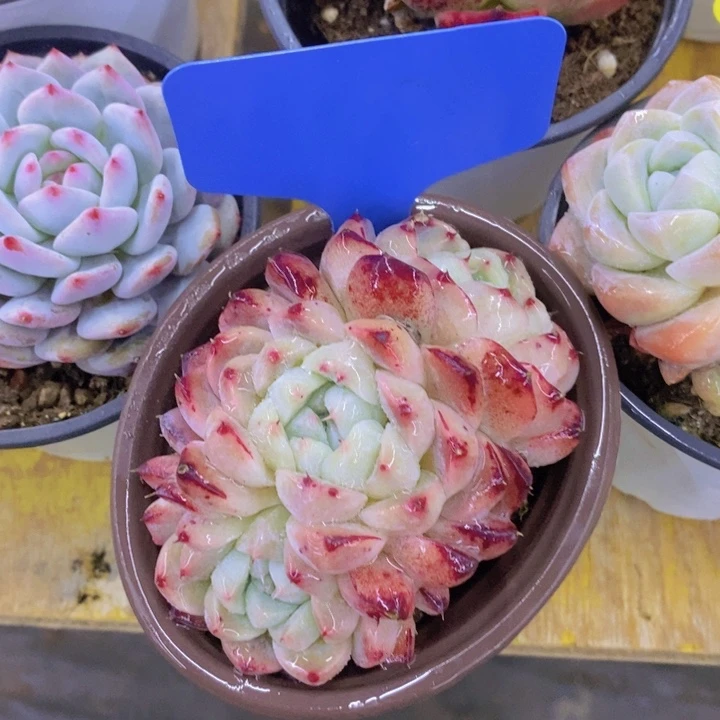 云多肉植物，开心多肉