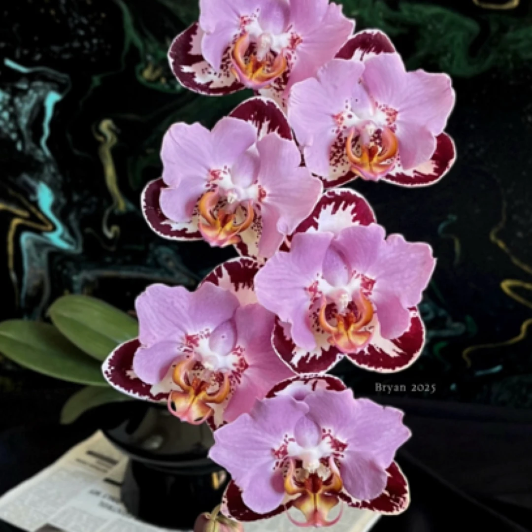 蝴蝶兰黑钢琴苗3.5寸加高加大杯