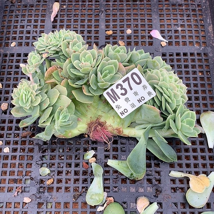 星娜塔缀化 多肉植物9.17号左右发