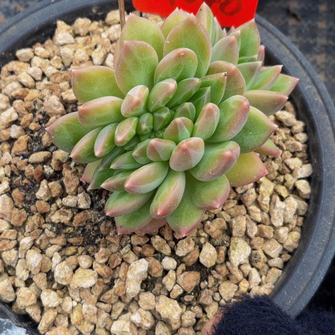 闪***叔9048下午多肉则群生