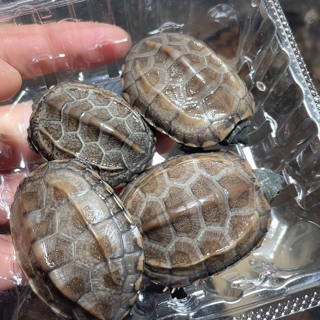 宠物龟不分公母4只草