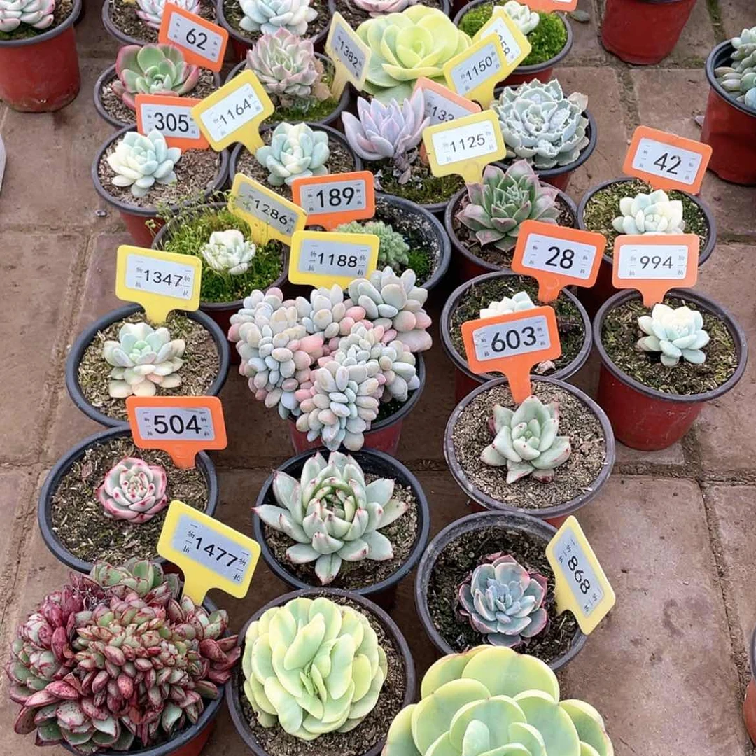 【闪购商品】茼*141号