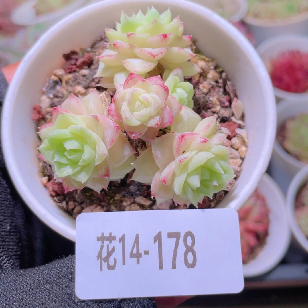 花利美14-178白天鹅