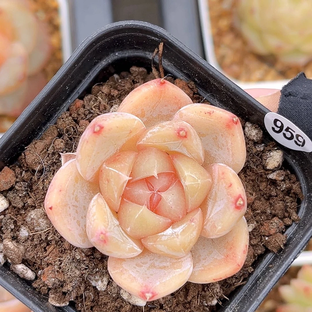 959  新品珍妮18包邮