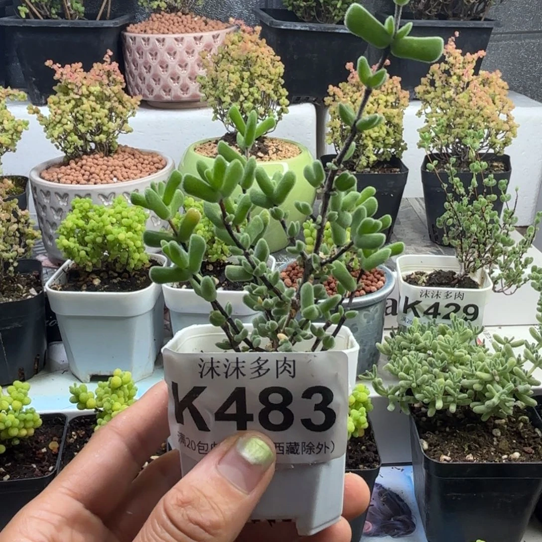 483虾钳枝干番杏福利