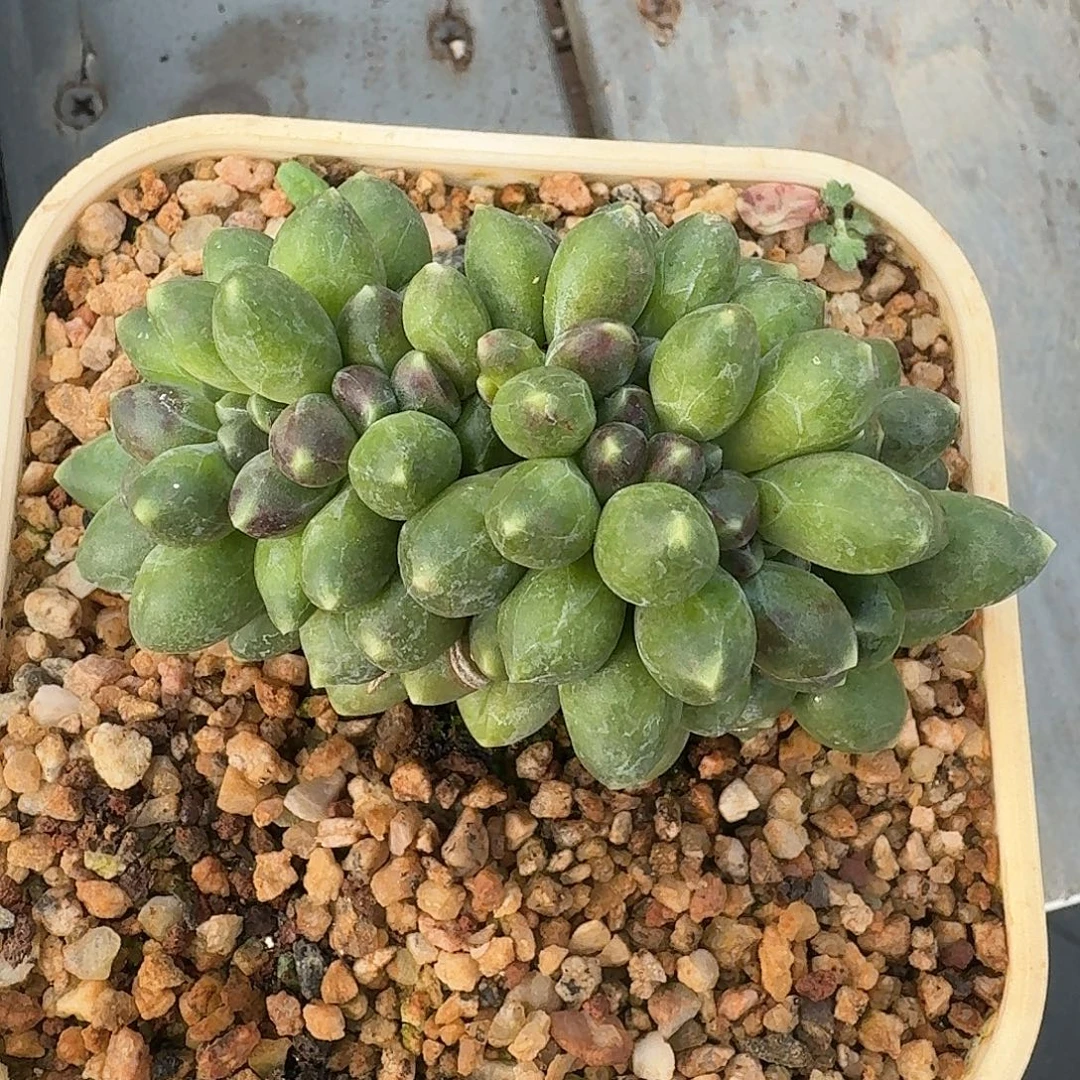 从前慢多肉编号千代田缀