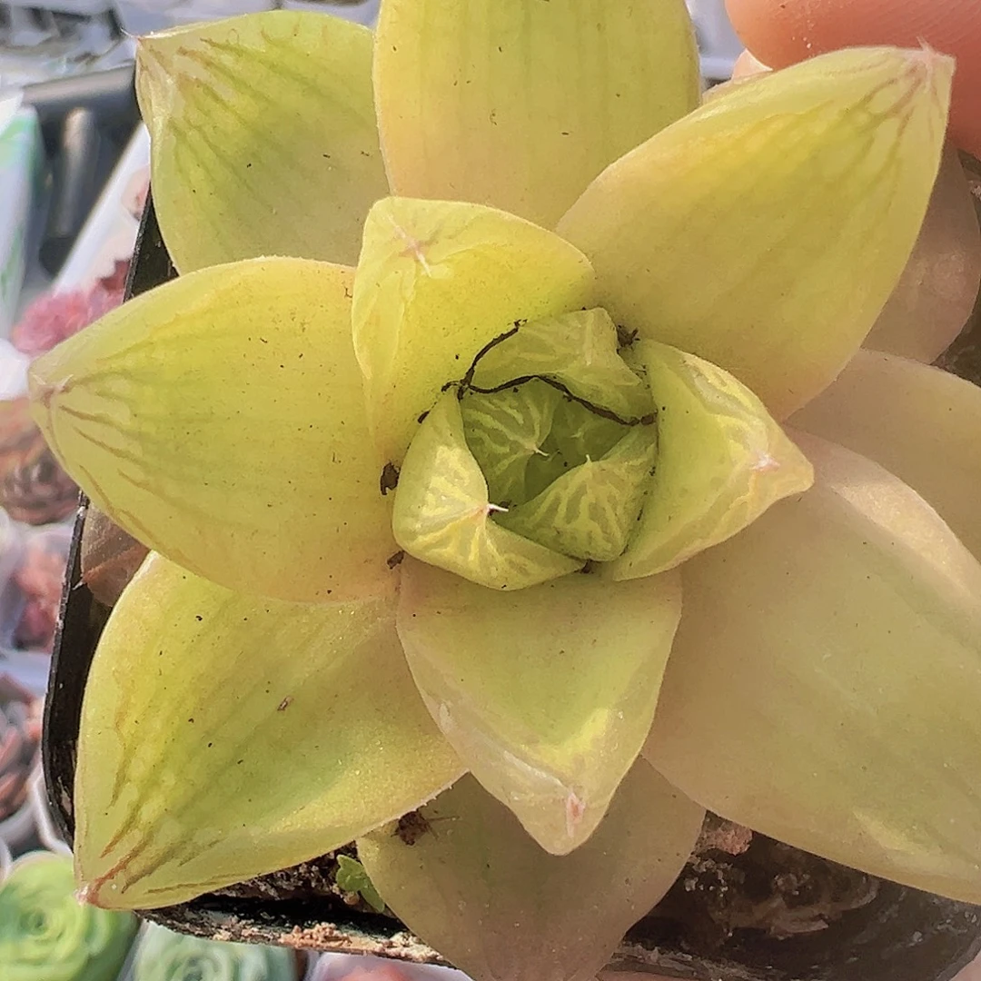 黄金雨露19包邮多肉植物