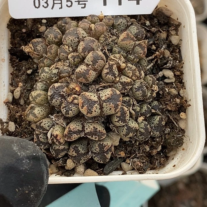 叮**叮桃喜花园0305-114勋章