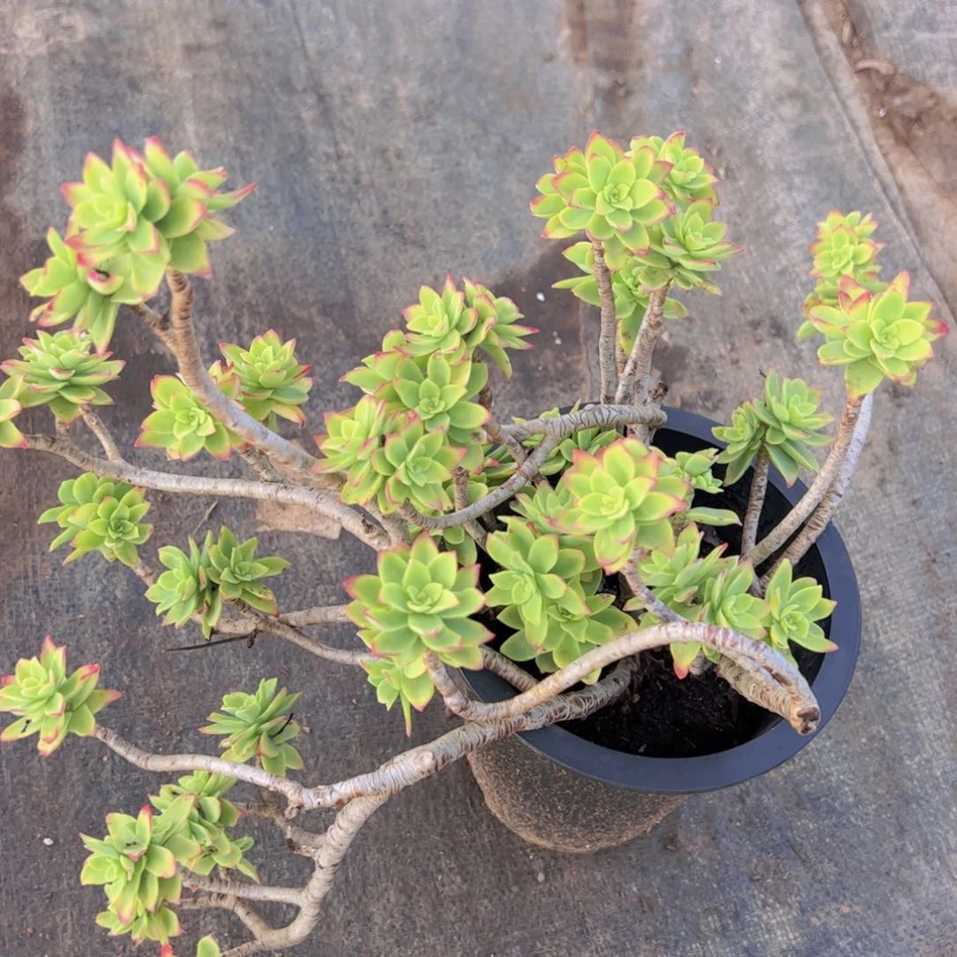 清扬薄化妆大盆，160杯