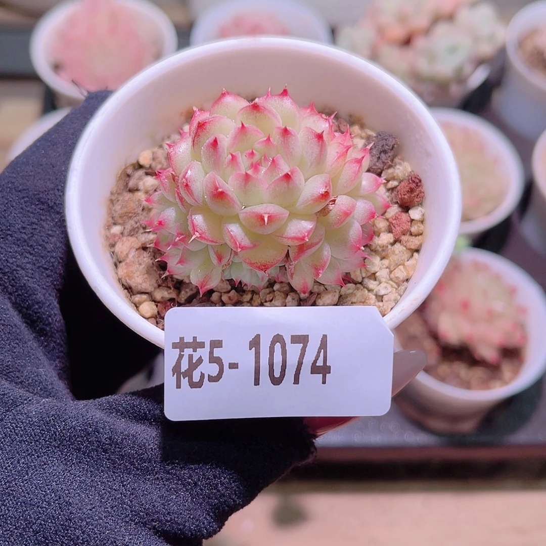 花利美5-1074海王