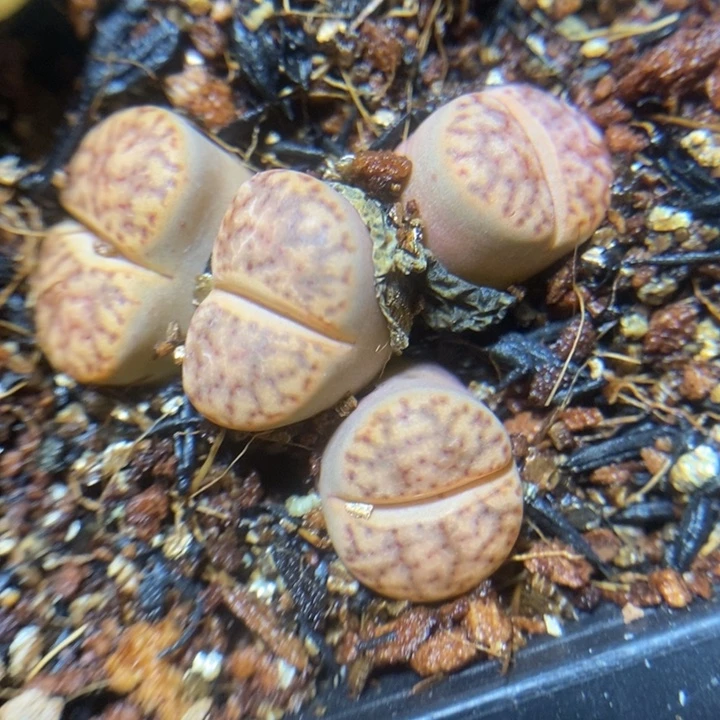 优选哲流4头特价秒